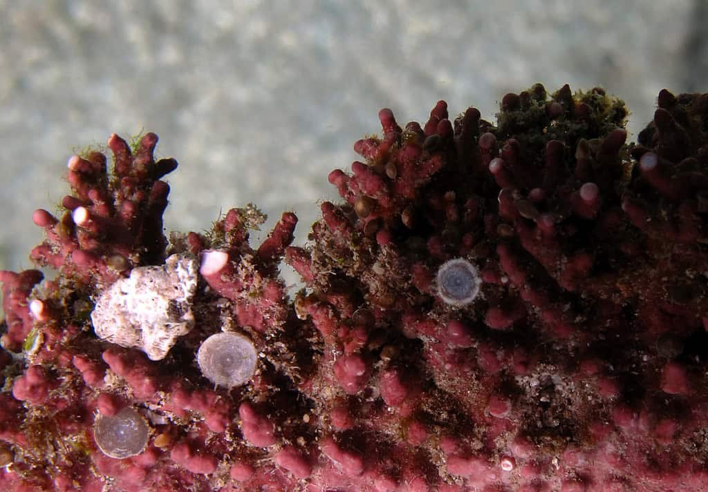 lithothamnion sp 1024x713