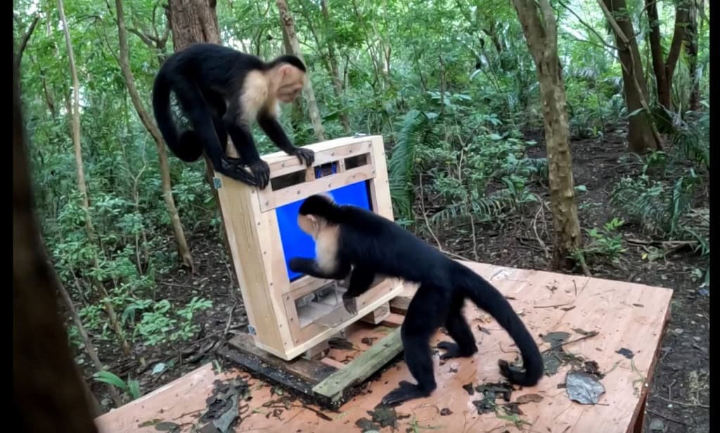 macacos ia 1024x616